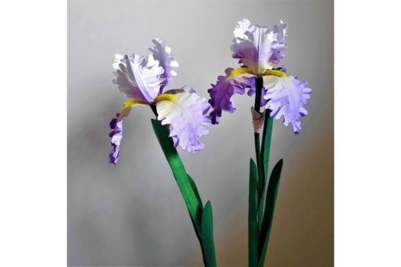 Dwarf Bearded Iris Paper Flowers Templates: 3D SVG & Paper Flowers